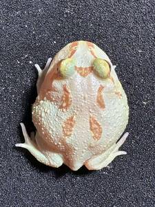 【Bears Frog】クランウェルツノガエル ライムグリーン アルビノ ① 北海道、青森発送不可