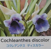 【北軽ガーデン】＊熱帯植物＊Cochleanthes discolor＊洋ラン原種＊コクレアンテス　ディスカラー＊ブルーの花＊エクアドル原産＊_画像1