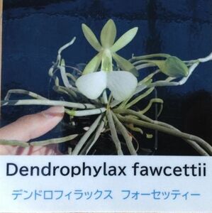 【北軽ガーデン】＊熱帯植物＊Dendrophylax fawsettii＊洋ラン原種＊デンドロフィラックスフォウセッティー＊中米の無洋蘭＊ケイマン諸島＊