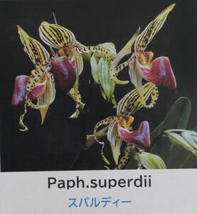 【北軽ガーデン】＊パフィオ＊Paph.supardii＊原種＊ポリアンサ系＊スパルディー＊稀少＊ボルネオ島原産＊（再入荷）＊