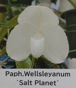 【北軽ガーデン】＊パフィオ＊Paph.Wellesleyanum`Salt Planet`＊ブラキ系優秀個体＊ウェレスレイアナム　アルバ＊優秀個体＊