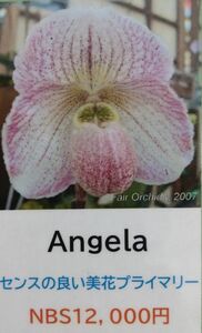 【北軽ガーデン】＊パフィオ＊Paph.Angela＊プライマリー交配種＊美花品種＊フェイリアナムの交配種＊