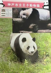 920日 シャンシャン ポストカード ノベルティ 松坂屋 非売品 上野動物園 2022.08.13雑誌切り抜き セット 