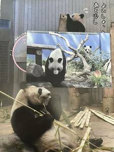 シャンシャン シンシン パンダ 上野動物園 公式ポストカード 完売品 入手困難 雑誌切り抜き セット 