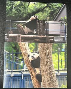 920日 シャンシャン ポストカード ノベルティ 松坂屋 非売品 上野動物園 2019.06.28 ポストカードセット