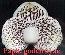 HIF洋蘭 833 Paph. leucochilum_画像1