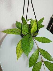 カリストフィラ　ホヤ　Callistophylla Hoya　観葉植物　多肉植物　サクララン　リップカラー　カルノーサ　希少　レア　レツーサ　人気