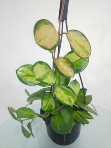 オーストラリス　リサ　 Hoya australis Lisa　ホヤ 観葉植物　多肉植物　サクララン　リップカラー　カルノーサ　希少　レア　斑入り