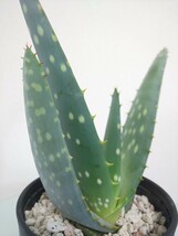リトラリス アロエ　Aloe littoralis　アロエ　観葉植物　多肉植物　扇状　ユニーク　大型種　肉厚　耐寒性　耐陰性　レア　希少　斑点_画像5
