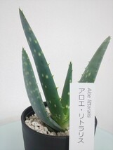 リトラリス アロエ　Aloe littoralis　アロエ　観葉植物　多肉植物　扇状　ユニーク　大型種　肉厚　耐寒性　耐陰性　レア　希少　斑点_画像7