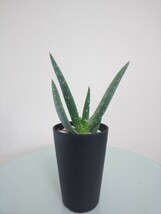 リトラリス アロエ　Aloe littoralis　アロエ　観葉植物　多肉植物　扇状　ユニーク　大型種　肉厚　耐寒性　耐陰性　レア　希少　斑点_画像2