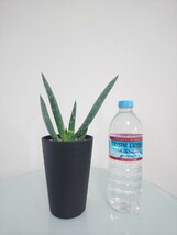 リトラリス アロエ　Aloe littoralis　アロエ　観葉植物　多肉植物　扇状　ユニーク　大型種　肉厚　耐寒性　耐陰性　レア　希少　斑点_画像10