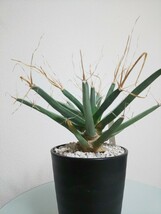 晃山 Leuchtenbergia principis コウザン　サボテン　レウクテンベルギア　プリンキピス　観葉植物　実生　大株　塊根　希少　レア　光山　_画像2