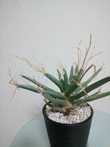 晃山 Leuchtenbergia principis コウザン　サボテン　レウクテンベルギア　プリンキピス　観葉植物　実生　大株　塊根　希少　レア　光山　_画像5