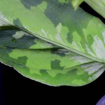 Aglaonema pictum マルチカラー白玉 D.F.S from Sumatra Barat【AZ0912-1】アグラオネマ ピクタム _画像4