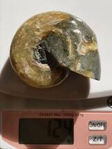 マダガスカル産直輸入、縫合線の浮き出るアンモナイト化石 6.5cm 124g 中個体 デスモセラス 方解石化_画像3