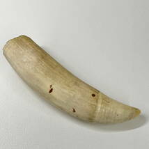231091-044 クジラの歯 鯨の歯 歯牙 重量約266.8g 彫刻材料 印材 根付_画像2
