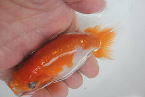 * special selection *. peace 5 year production pretty .. circle ... pattern. tail tube. fat fn tongue. .. golgfish..10cm degree 