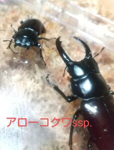 アローコクワ ssp. 幼虫６頭 WF3 未使用 チベット産 アローコクワガタ アロー