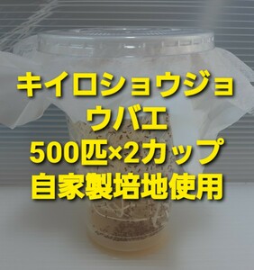 1 (送料込 1000匹) キイロショウジョウバエ 500匹×2カップ (餌用ショウジョウバエ)