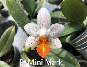 (^。 ^)(852) Phalaenopsis Mini Mark 'Holm'
