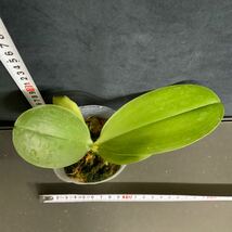 (^。 ^)(735)洋蘭, P. KS Viogold 'Green' (Sogo Viogold x Chang Maw Evergreen),芳香あり_画像3