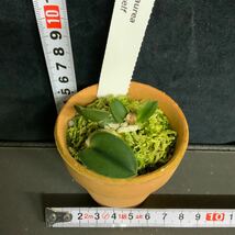 (^。^),(912)洋蘭原種,カトレア セルヌア オーレア,C.cernua f.aurea ‘Y.Y’ x self,とうとう _画像2