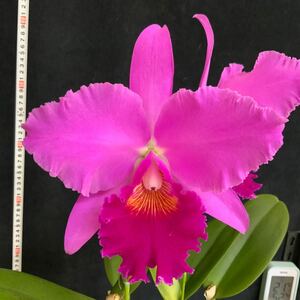 (^。 ^)(920)Rlc. Tokyo Pearl ‘January’ (OG)