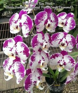 (^。 ^)(556)洋蘭,Phal. Chian Xen Pearl × (Taida Fantasy × Leopard Prince 'Sogo Diamond'),花芽あり