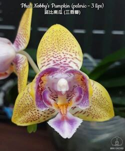 (^。 ^)(811)洋蘭,Phal. Nobby's Pumpkin (peloric - 3 lips),芳香あり,花芽あり