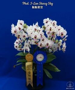 (^。 ^)(821)Phal. IーLAN Starry Sky,花芽あり