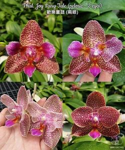 (^。 ^)(835) Phal. Joy Fairy Tale '670',濃色個体,花芽あり,香りあり