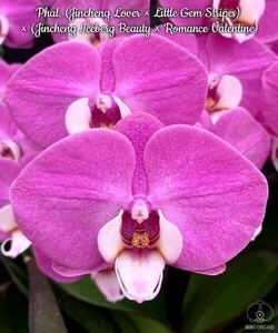 (^。 ^)(937)洋蘭,Phal. (Jincheng Lover × Little Gem Stripes) × (Jincheng Iceberg Beauty × Romance Valentine) ,花芽あり