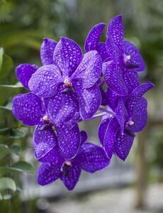 (^。 ^)(900)Vanda Pachara Delight 'Blue No.1' GM/JOGA,花芽あり