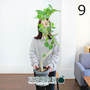 【現品】フィカス・ベンガレンシス 曲がり 6号 黒鉢（9）Ficus benghalensis