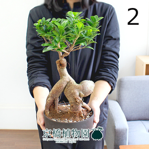【現品】ガジュマル 6号 黒平鉢（2）Ficus microcarpa (F. retusa)