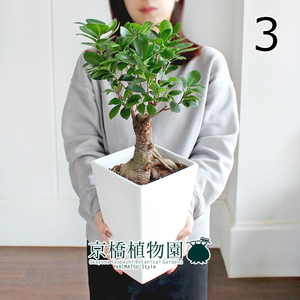 【現品】ガジュマル 7号 白スクエア鉢（3）Ficus microcarpa (F. retusa)
