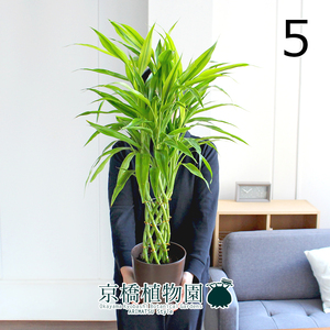 【現品】ミリオンバンブー・ゴールド 6号（5）Dracaena sanderiana