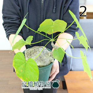 [ reality goods ] Phil mi hole *korola-ta5 number green pot (2)Firmiana colorata