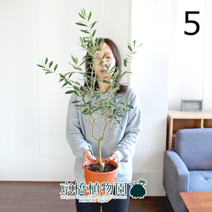 【現品】オリーブ 6号 シプレッシーノ/チプレッシーノ 茶鉢（5）Olea europaea“Cipressino”