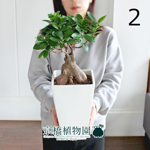 【現品】ガジュマル 7号 白スクエア鉢（2）Ficus microcarpa (F. retusa)