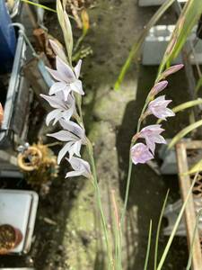 原種　球根　アヤメ科　南アフリカ球根 グラジオラス　Gladiolus wilsonii 15センチ鉢大量