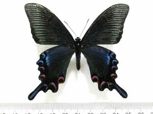 蝶標本　ミヤマカラスアゲハ春型♂（長崎産／野外品）