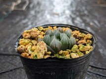 スタイネリ　H. stayneri ハオルチア　ハオルシア　Haworthia　多肉植物_画像2