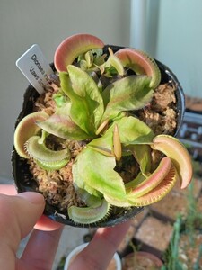 食虫植物 Dionaea jaws smiley CP ハエトリソウ