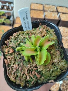 食虫植物 Dionaea kim il-sung CK ハエトリソウ