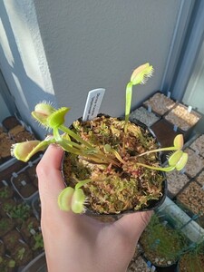 食虫植物 Dionaea umgekrempelt seedling 実生ハエトリソウ