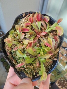 食虫植物 Dionaea seedling 実生ハエトリソウ　NO.2