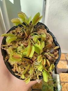 食虫植物 Dionaea werewolf系 seedling 実生ハエトリソウ　NO.2