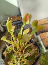 食虫植物 Dionaea umgekrempelt seedling 実生ハエトリソウ_画像2